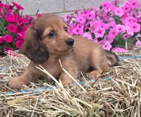 Waffles, a male Miniature Dachshund for sale in Ashland, OH – 3 of 5