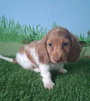 Ollie, a male Miniature Dachshund for sale in Ashland, OH – 2 of 8