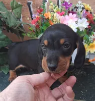 Yogi, a male Miniature Dachshund for sale in Ashland, OH – 1 of 7