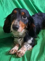 Cookie, a male Miniature Dachshund for sale in Ashland, OH – Photo 7 of 8