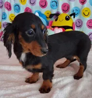 Cookie, a male Miniature Dachshund for sale in Ashland, OH – Photo 8 of 8