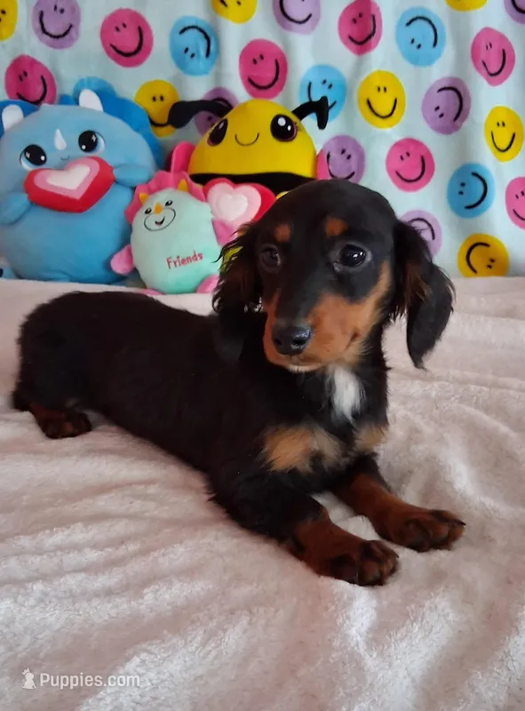 Cookie – Miniature Dachshund puppy for sale in Ashland, OH