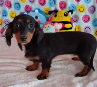 Cookie, a male Miniature Dachshund for sale in Ashland, OH – Photo 2 of 8