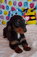 Cookie, a male Miniature Dachshund for sale in Ashland, OH – Photo 1 of 8
