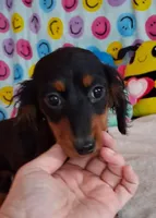 Cookie, a male Miniature Dachshund for sale in Ashland, OH – Photo 4 of 8