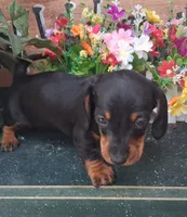 Grover, a male Miniature Dachshund for sale in Ashland, OH – 3 of 7