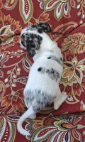 Sky, a female Chihuahua and Toy Fox Terrier for sale in Ashland, OH – 3 of 6