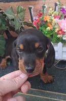 Yogi, a male Miniature Dachshund for sale in Ashland, OH – 4 of 7