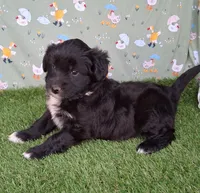 Velvet , a female Poodle - Miniature  and Miniature Australian Shepherd for sale in Ashland, OH – 2 of 8