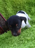 Spanky, a female Jack Russell Terrier and Miniature Dachshund for sale in Ashland, OH – 3 of 9