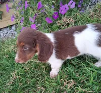 Rolo, a male Miniature Dachshund for sale in Ashland, OH – 3 of 8