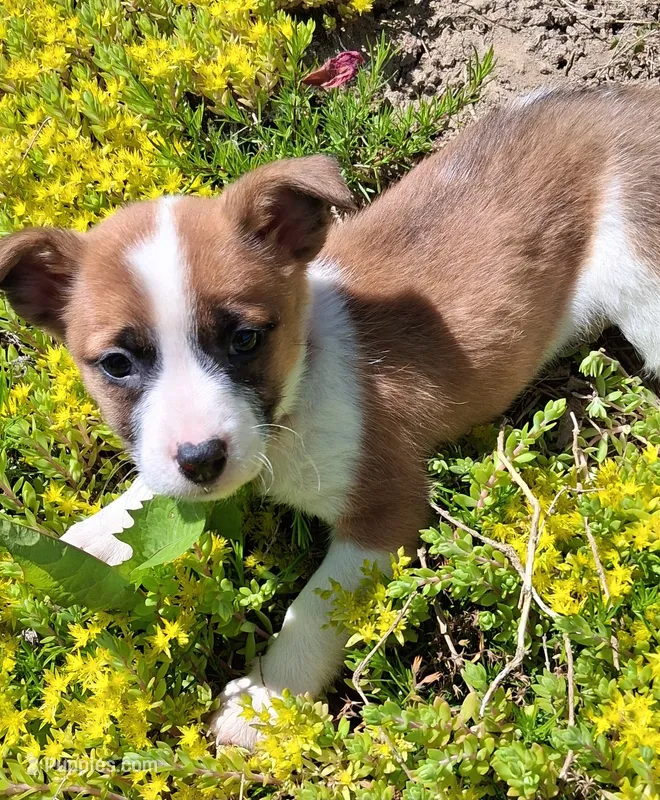 Buttercup – Jack Russell Terrier, Miniature Dachshund puppy for sale in Ashland, OH