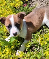 Buttercup, a female Jack Russell Terrier and Miniature Dachshund for sale in Ashland, OH – 1 of 6