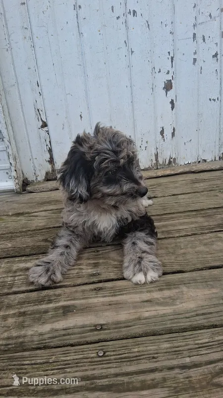 Dasher – Poodle - Miniature , Miniature Australian Shepherd puppy for sale in Ashland, OH