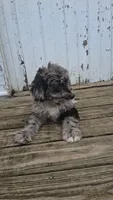 Dasher, a male Poodle - Miniature  and Miniature Australian Shepherd for sale in Ashland, OH – 1 of 10