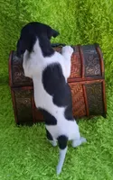 Darla, a female Jack Russell Terrier and Miniature Dachshund for sale in Ashland, OH – 5 of 9