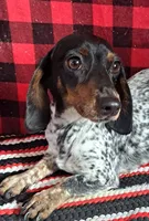Milo, a male Miniature Dachshund for sale in Ashland, OH – 8 of 9