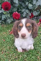 Snickers , a male Miniature Dachshund for sale in Ashland, OH – 5 of 8
