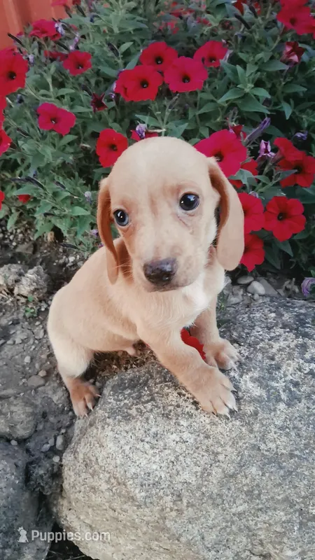 Banana – Miniature Dachshund puppy for sale in Ashland, OH
