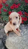Banana, a male Miniature Dachshund for sale in Ashland, OH – 1 of 6