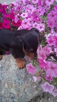 Oscar , a male Miniature Dachshund for sale in Ashland, OH – 5 of 8