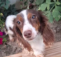 Candy, a male Miniature Dachshund for sale in Ashland, OH – 7 of 8