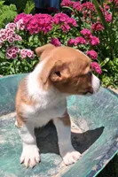 Peanut, a male Jack Russell Terrier and Miniature Dachshund for sale in Ashland, OH – 3 of 7