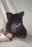 Yoshi, a male Chihuahua for sale in Ashland, OH – 7 of 7