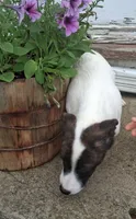 Rolo, a male Jack Russell Terrier and Cardigan Welsh Corgi for sale in Ashland, OH – 3 of 6