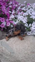 Specks, a male Miniature Dachshund for sale in Ashland, OH – 4 of 7