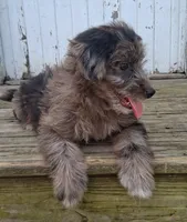 Mocha , a female Poodle - Miniature  and Miniature Australian Shepherd for sale in Ashland, OH – 2 of 10