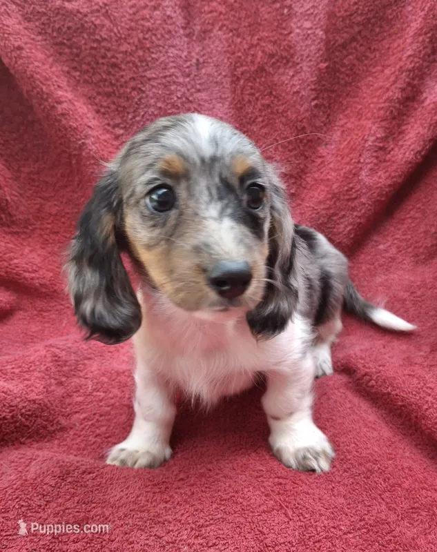Violet Star AKC – Miniature Dachshund puppy for sale in Ashland, OH