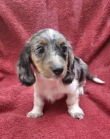 Violet Star AKC, a female Miniature Dachshund for sale in Ashland, OH – 1 of 8