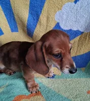 Ziggy, a male Miniature Dachshund for sale in Ashland, OH – 5 of 7