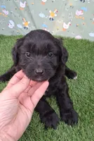 Bear, a male Poodle - Miniature  and Miniature Australian Shepherd for sale in Ashland, OH – 4 of 8