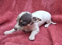 Specs, a male Chihuahua and Toy Fox Terrier for sale in Ashland, OH – 4 of 6