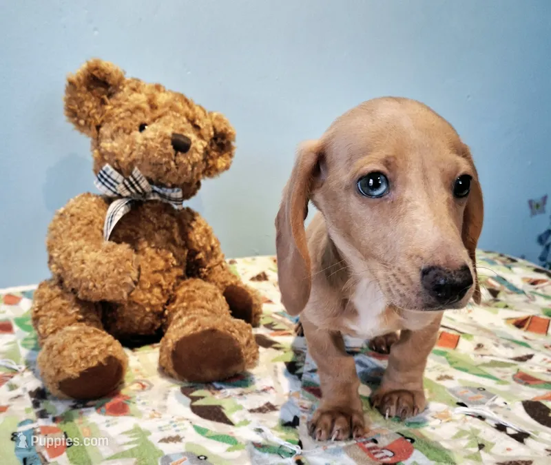 Mango – Miniature Dachshund puppy for sale in Ashland, OH