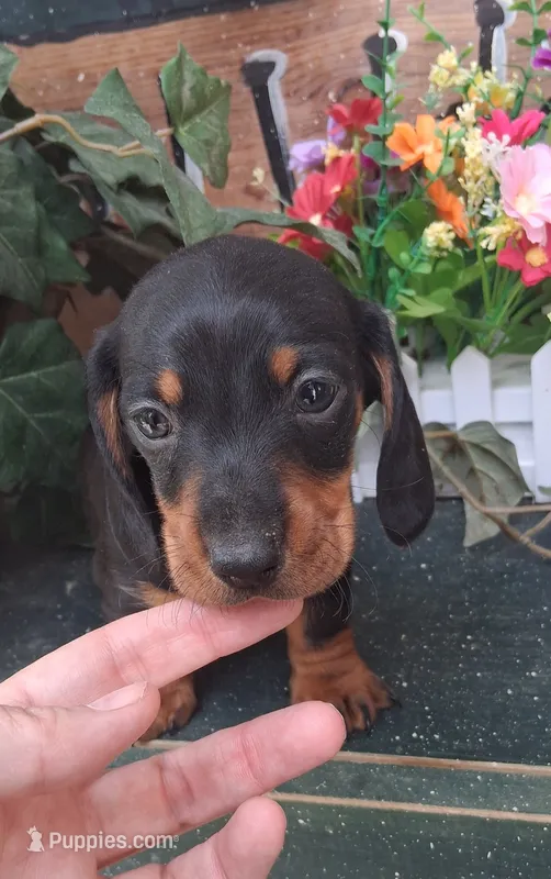 Grover – Miniature Dachshund puppy for sale in Ashland, OH