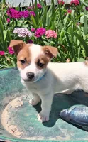 Cracker Jack , a male Jack Russell Terrier and Miniature Dachshund for sale in Ashland, OH – 3 of 7