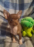 Yoshi, a male Chihuahua for sale in Ashland, OH – 4 of 7