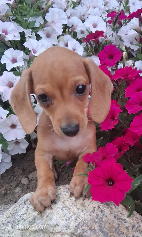  Dinky Slinky – Miniature Dachshund puppy for sale in Ashland, OH