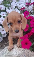  Dinky Slinky, a male Miniature Dachshund for sale in Ashland, OH – 1 of 7