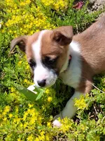 Buttercup, a female Jack Russell Terrier and Miniature Dachshund for sale in Ashland, OH – 4 of 6