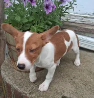 Fin, a male Jack Russell Terrier and Cardigan Welsh Corgi for sale in Ashland, OH – 3 of 6