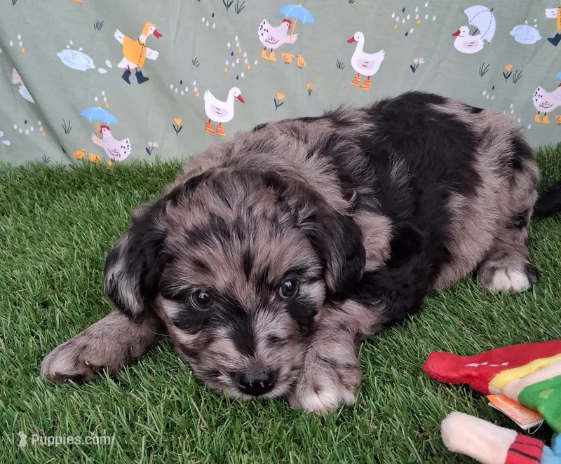 Dasher – Poodle - Miniature , Miniature Australian Shepherd puppy for sale in Ashland, OH