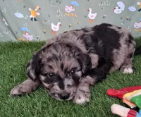 Dasher, a male Poodle - Miniature  and Miniature Australian Shepherd for sale in Ashland, OH – 1 of 8