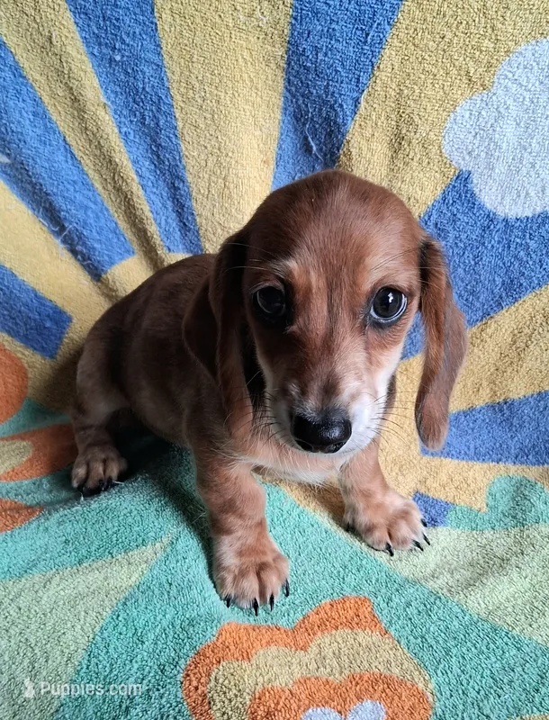 Ziggy – Miniature Dachshund puppy for sale in Ashland, OH