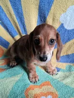 Ziggy, a male Miniature Dachshund for sale in Ashland, OH – 3 of 7