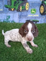 Milo, a male Miniature Dachshund for sale in Ashland, OH – 2 of 9