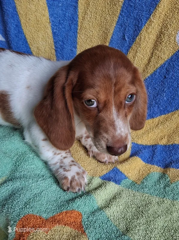 Mango Dapple – Miniature Dachshund puppy for sale in Ashland, OH